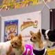 Illustration for article titled Your Obligatory, Adorable Puppy Bowl VII Highlights